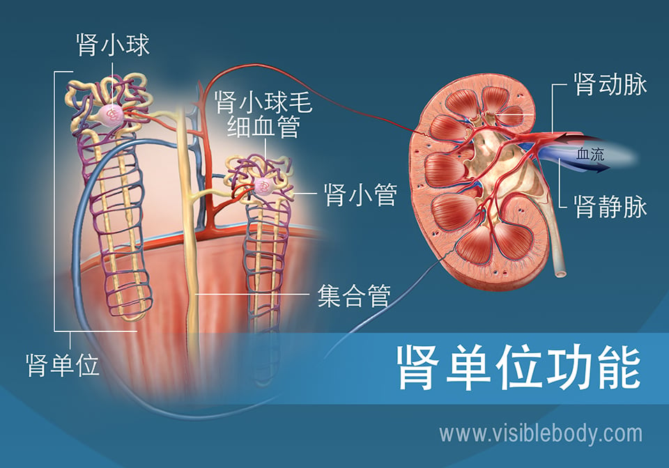 显示出肾小管、肾椎体和肾皮质的肾单元解剖结构和功能。